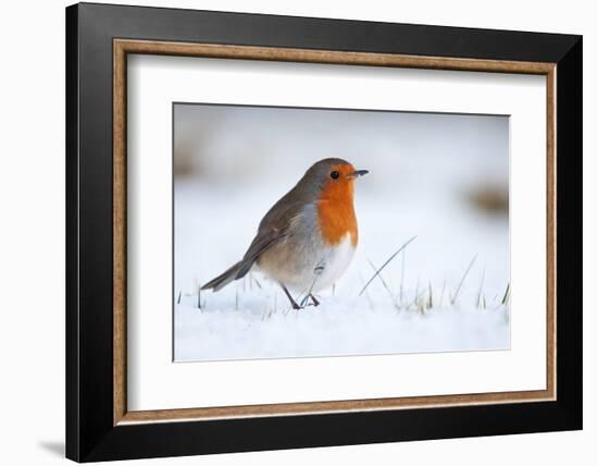 Robin in snow, nr Bradworthy, Devon, UK. December 2010-Ross Hoddinott-Framed Photographic Print