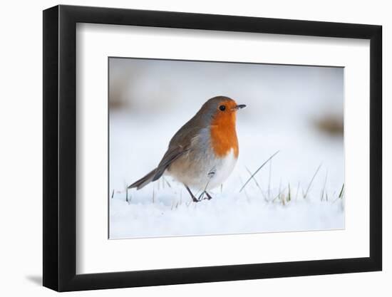 Robin in snow, nr Bradworthy, Devon, UK. December 2010-Ross Hoddinott-Framed Photographic Print