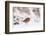 Robin in snow, nr Bradworthy, Devon, UK-Ross Hoddinott-Framed Photographic Print