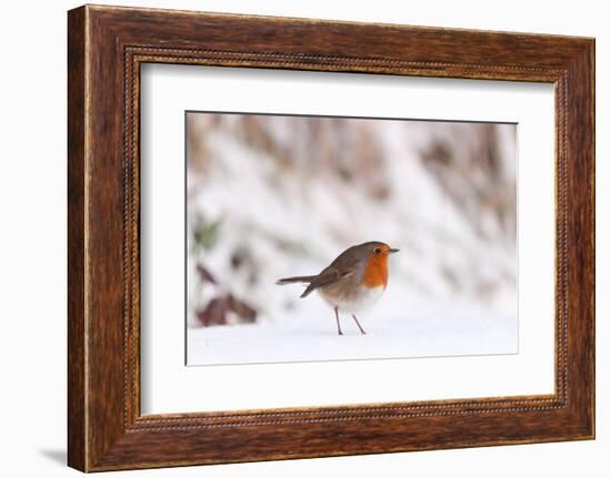 Robin in snow, nr Bradworthy, Devon, UK-Ross Hoddinott-Framed Photographic Print