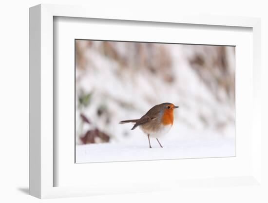 Robin in snow, nr Bradworthy, Devon, UK-Ross Hoddinott-Framed Photographic Print