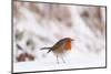 Robin in snow, nr Bradworthy, Devon, UK-Ross Hoddinott-Mounted Photographic Print