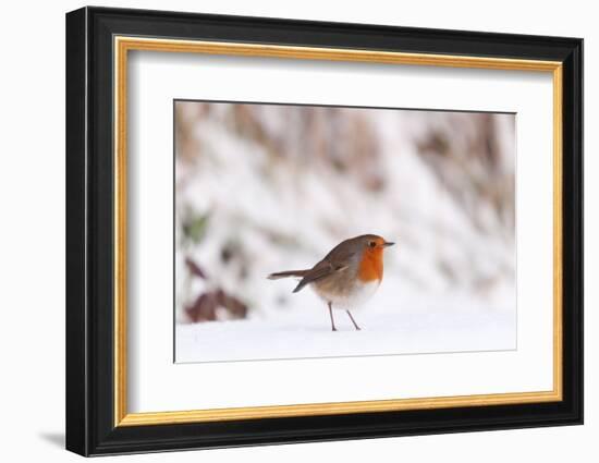 Robin in snow, nr Bradworthy, Devon, UK-Ross Hoddinott-Framed Photographic Print