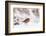 Robin in snow, nr Bradworthy, Devon, UK-Ross Hoddinott-Framed Photographic Print