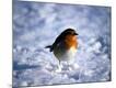 Premium Photographic Print