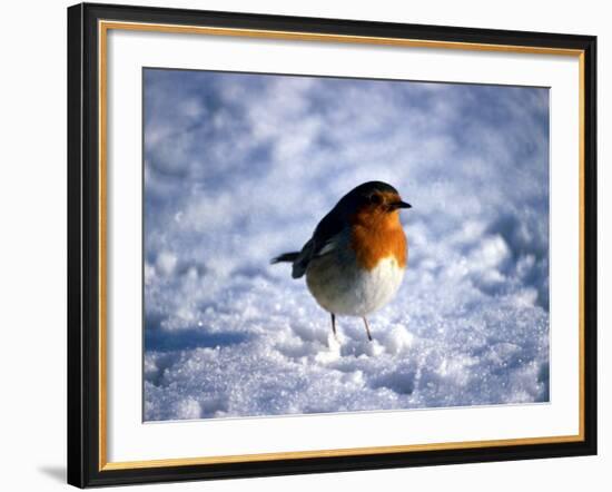 Robin in Snow-null-Framed Photographic Print