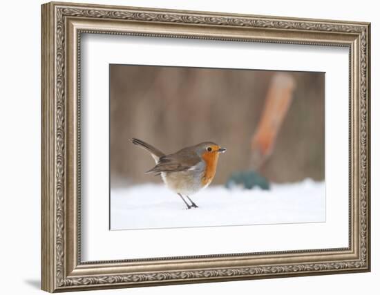 Robin in snowy garden, Nr Bradworthy, Devon, UK-Ross Hoddinott-Framed Photographic Print