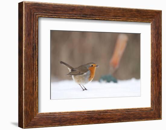 Robin in snowy garden, Nr Bradworthy, Devon, UK-Ross Hoddinott-Framed Photographic Print