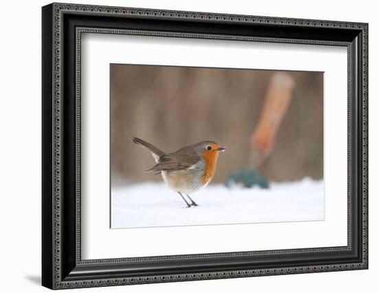 Robin in snowy garden, Nr Bradworthy, Devon, UK-Ross Hoddinott-Framed Photographic Print