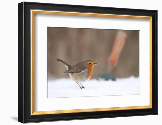 Robin in snowy garden, Nr Bradworthy, Devon, UK-Ross Hoddinott-Framed Photographic Print