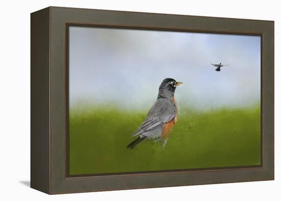 Robin in the Field-Jai Johnson-Framed Premier Image Canvas