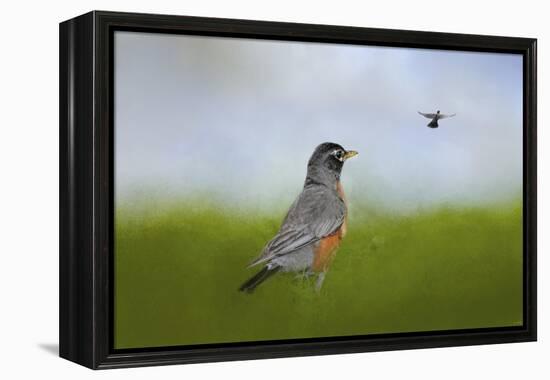 Robin in the Field-Jai Johnson-Framed Premier Image Canvas