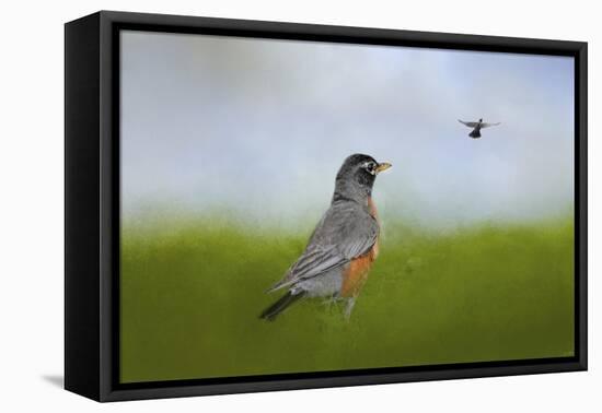 Robin in the Field-Jai Johnson-Framed Premier Image Canvas