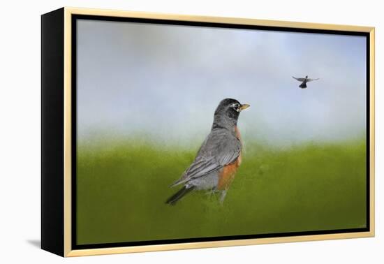 Robin in the Field-Jai Johnson-Framed Premier Image Canvas