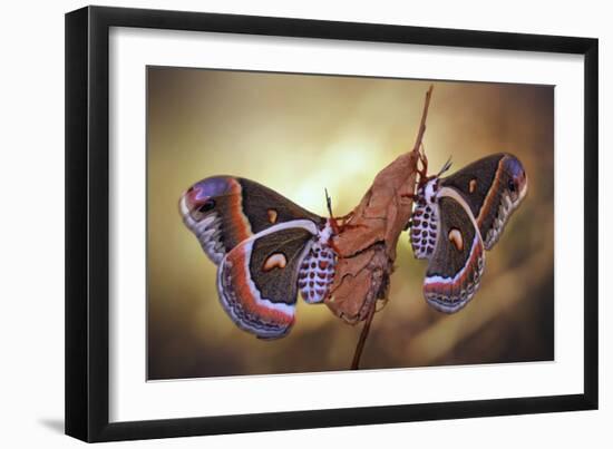 Robin Moths-Jimmy Hoffman-Framed Giclee Print