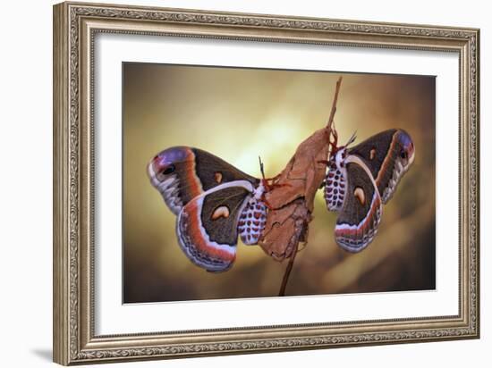 Robin Moths-Jimmy Hoffman-Framed Giclee Print