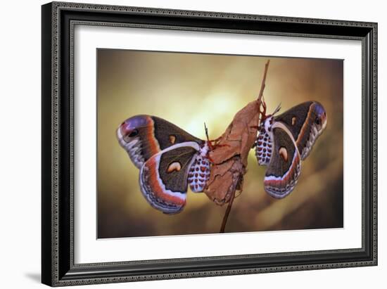 Robin Moths-Jimmy Hoffman-Framed Giclee Print