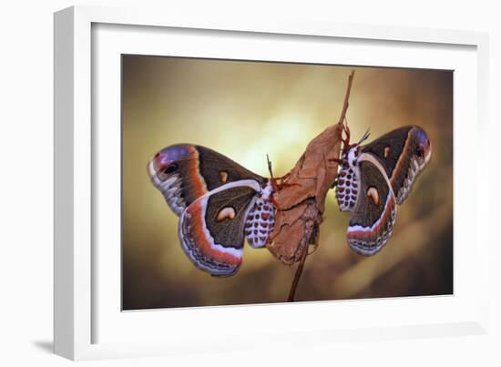 Robin Moths-Jimmy Hoffman-Framed Giclee Print