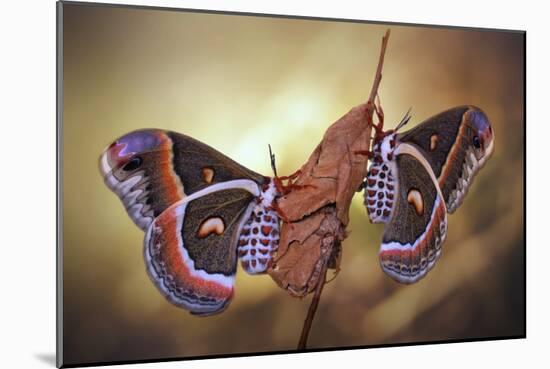 Robin Moths-Jimmy Hoffman-Mounted Giclee Print