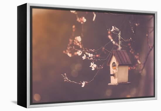 Robin Nesting in a Bird House in a Almond Tree-Cristinagonzalez-Framed Premier Image Canvas
