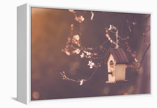 Robin Nesting in a Bird House in a Almond Tree-Cristinagonzalez-Framed Premier Image Canvas