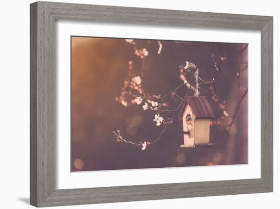 Robin Nesting in a Bird House in a Almond Tree-Cristinagonzalez-Framed Photographic Print