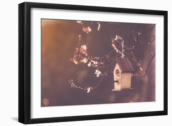 Robin Nesting in a Bird House in a Almond Tree-Cristinagonzalez-Framed Photographic Print