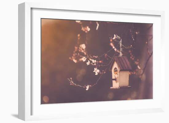 Robin Nesting in a Bird House in a Almond Tree-Cristinagonzalez-Framed Photographic Print