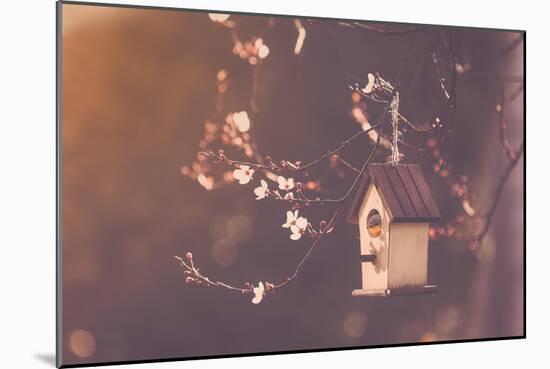 Robin Nesting in a Bird House in a Almond Tree-Cristinagonzalez-Mounted Photographic Print