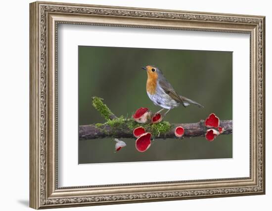 Robin on branch with Scarlet elfcup fungus spring. Dorset, UK, March-Colin Varndell-Framed Photographic Print