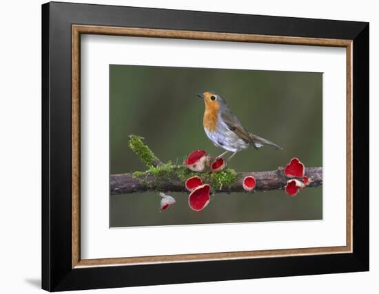 Robin on branch with Scarlet elfcup fungus spring. Dorset, UK, March-Colin Varndell-Framed Photographic Print