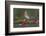 Robin on branch with Scarlet elfcup fungus spring. Dorset, UK, March-Colin Varndell-Framed Photographic Print