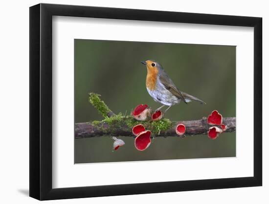 Robin on branch with Scarlet elfcup fungus spring. Dorset, UK, March-Colin Varndell-Framed Photographic Print