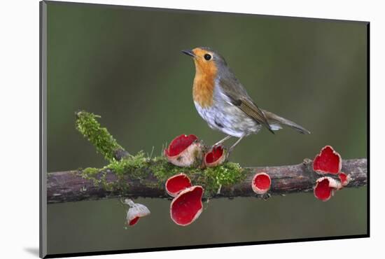 Robin on branch with Scarlet elfcup fungus spring. Dorset, UK, March-Colin Varndell-Mounted Photographic Print