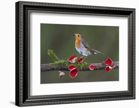 Robin on branch with Scarlet elfcup fungus spring. Dorset, UK, March-Colin Varndell-Framed Photographic Print