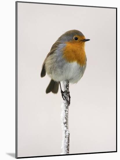 Robin on Frosty Twig in Winter, Northumberland, England, United Kingdom-Toon Ann & Steve-Mounted Photographic Print