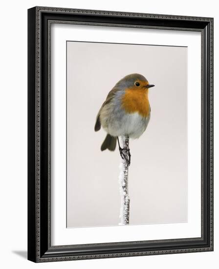 Robin on Frosty Twig in Winter, Northumberland, England, United Kingdom-Toon Ann & Steve-Framed Photographic Print