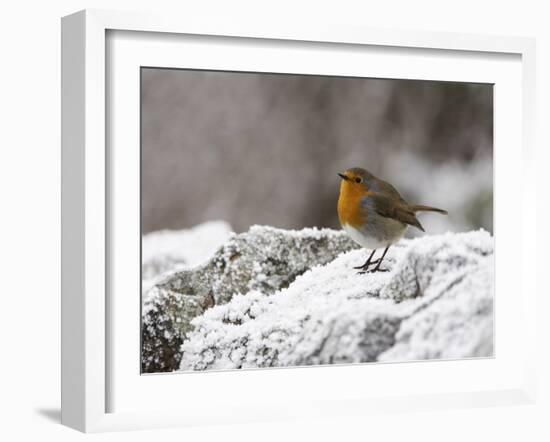 Robin on Frosty Wall in Winter, Northumberland, England, United Kingdom-Toon Ann & Steve-Framed Photographic Print