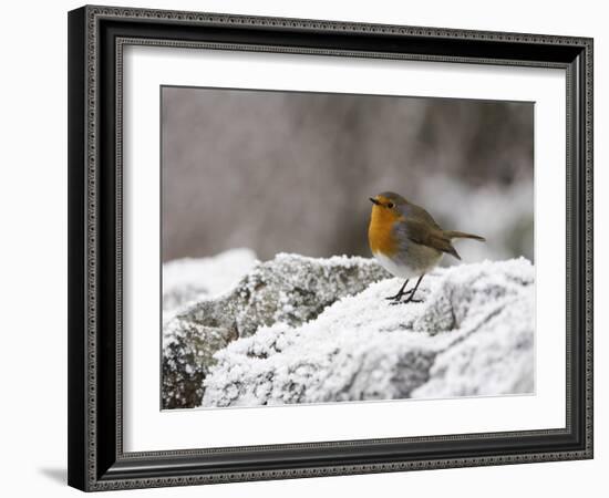 Robin on Frosty Wall in Winter, Northumberland, England, United Kingdom-Toon Ann & Steve-Framed Photographic Print