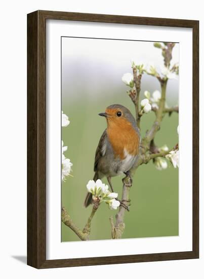 Robin on Plum Blossom-null-Framed Photographic Print