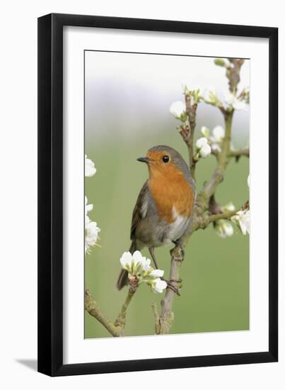 Robin on Plum Blossom-null-Framed Photographic Print