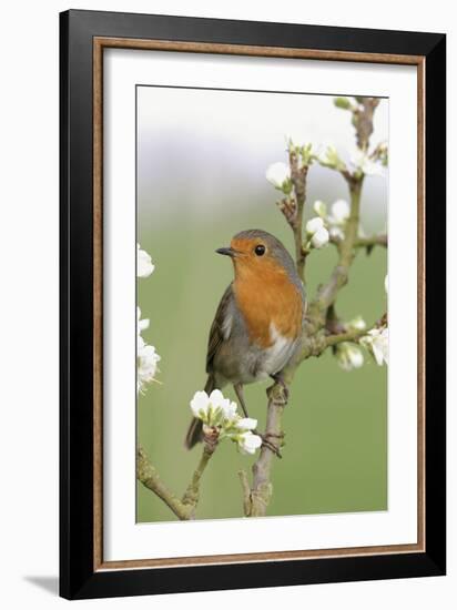 Robin on Plum Blossom-null-Framed Photographic Print