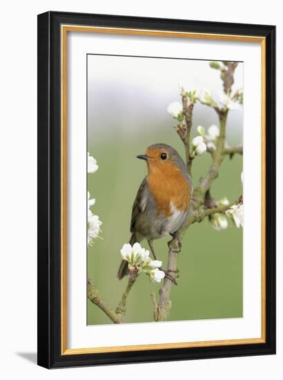 Robin on Plum Blossom-null-Framed Photographic Print