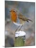 Robin on Post-null-Mounted Photographic Print
