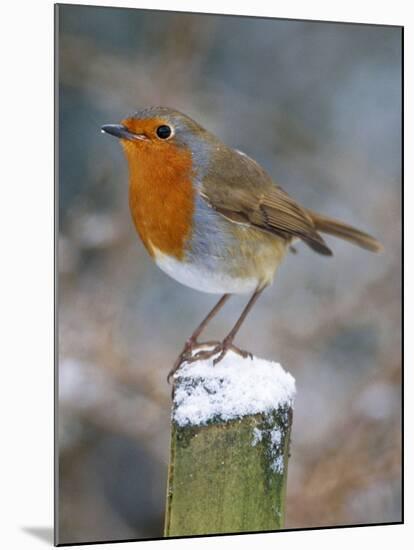 Robin on Post-null-Mounted Photographic Print