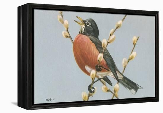 Robin on Pussy Willows-null-Framed Stretched Canvas