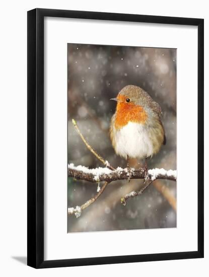 Robin on Snow Covered Branch with Falling Snow-null-Framed Photographic Print