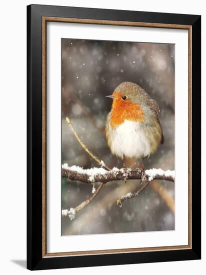 Robin on Snow Covered Branch with Falling Snow-null-Framed Photographic Print