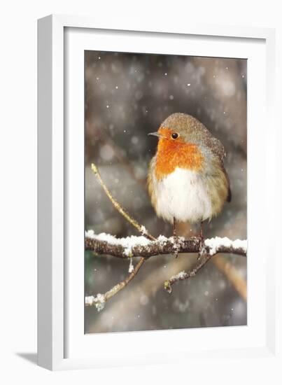 Robin on Snow Covered Branch with Falling Snow-null-Framed Photographic Print