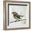 Robin on Wire-Angela Moulton-Framed Art Print